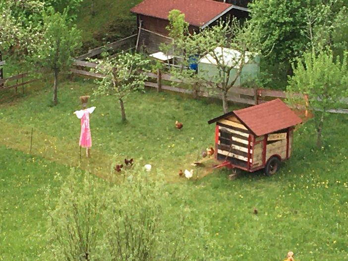 unsere Hühner sind glücklich