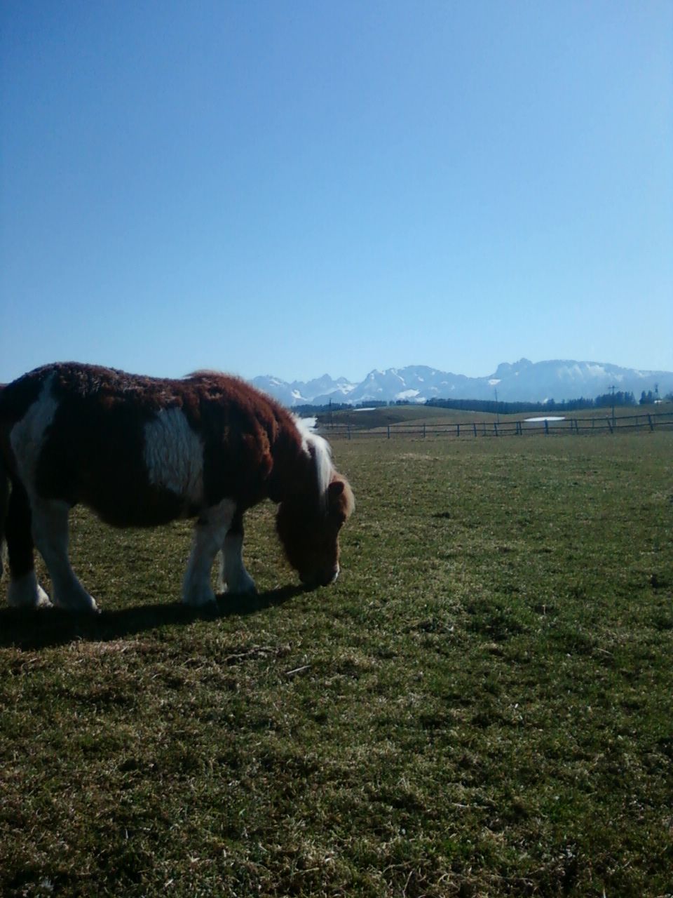 Amadeus auf der Wiese