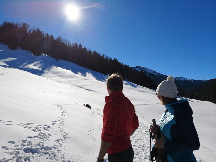 Biene im Schnee