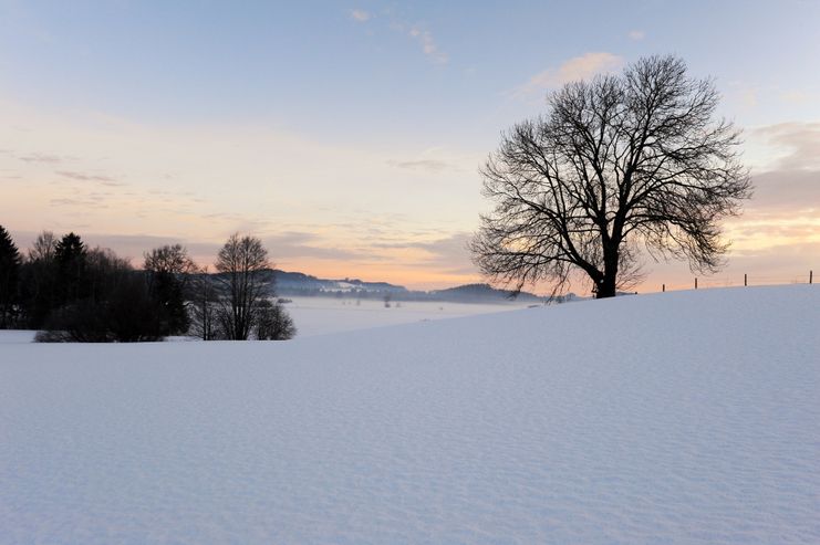 Winterlandschaft mit Baum bei Isny im Allgäu