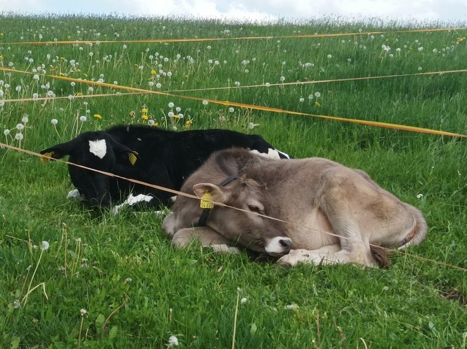 Unsere Kälber