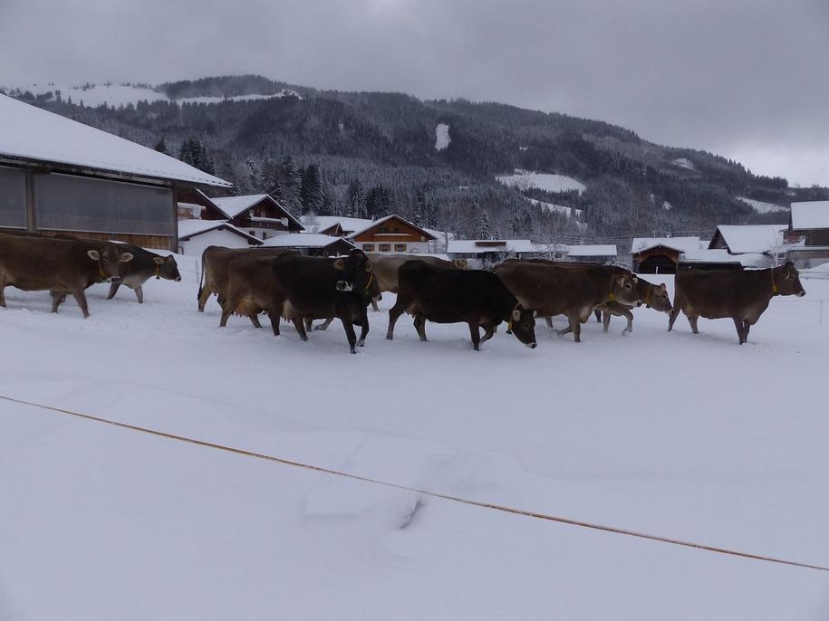 Kühe im frischen Schnee