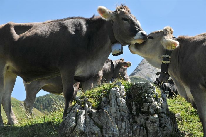 Allgäuer Kühe