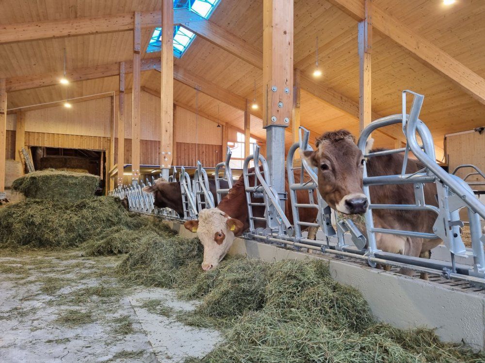 Kühe am Futtertisch