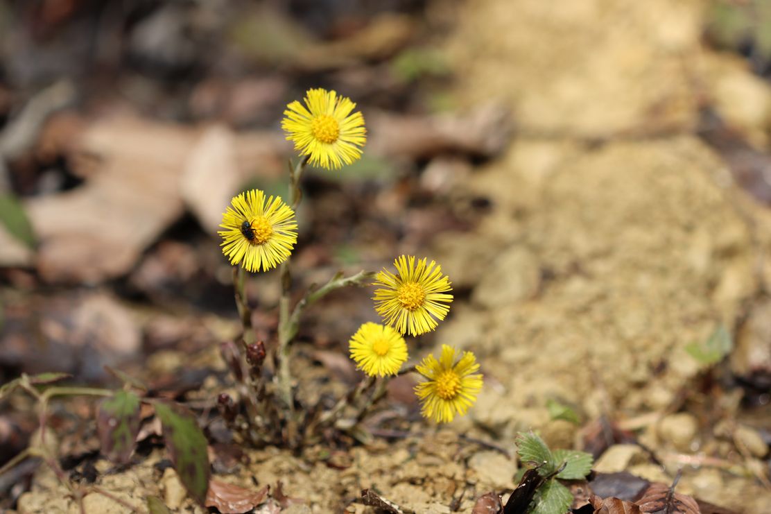 Magie des Erwachens_Naturpark Nagelfluhkette_klein