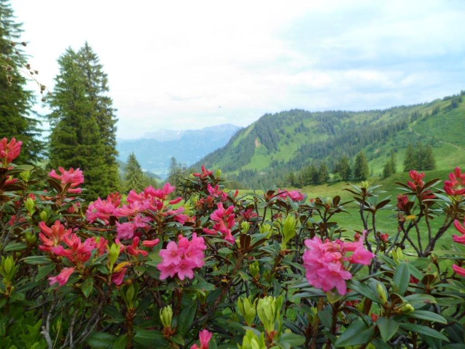 Alpenrosen