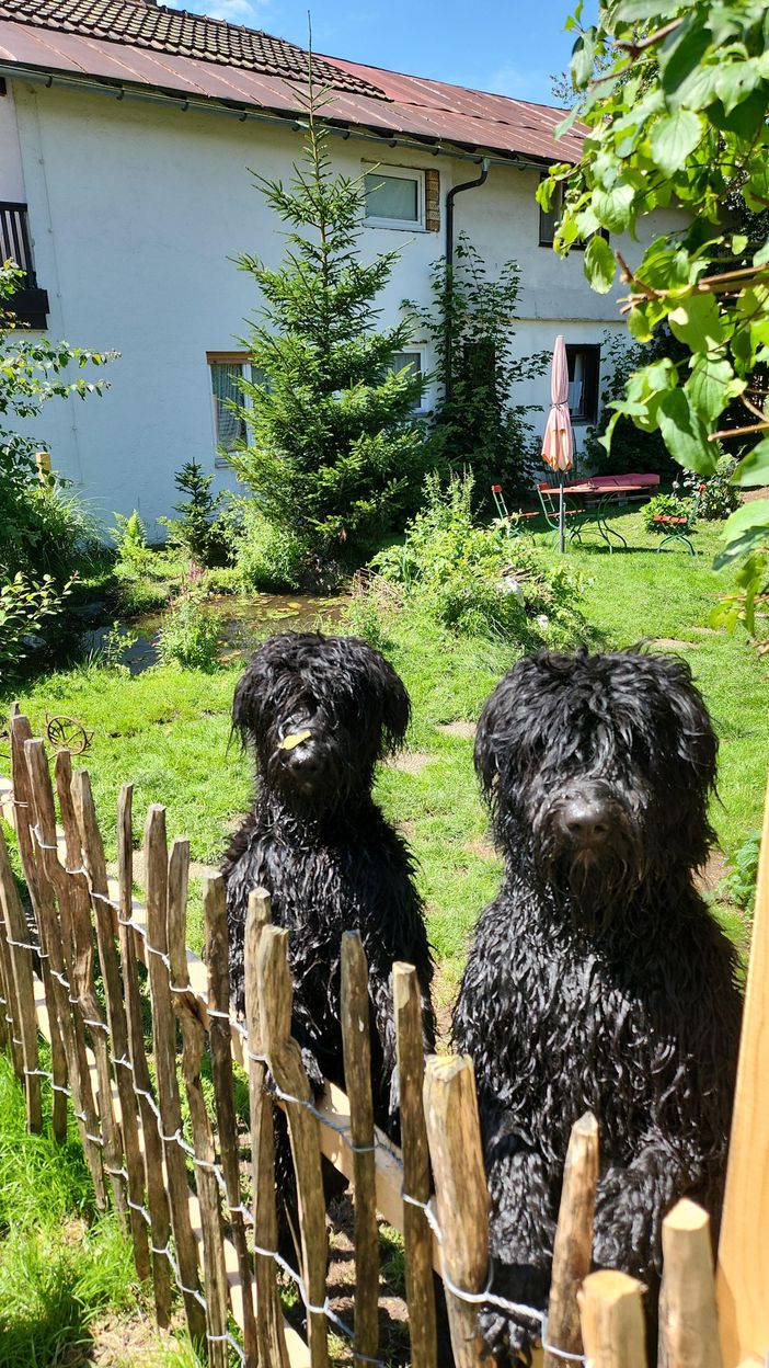 die Zwei