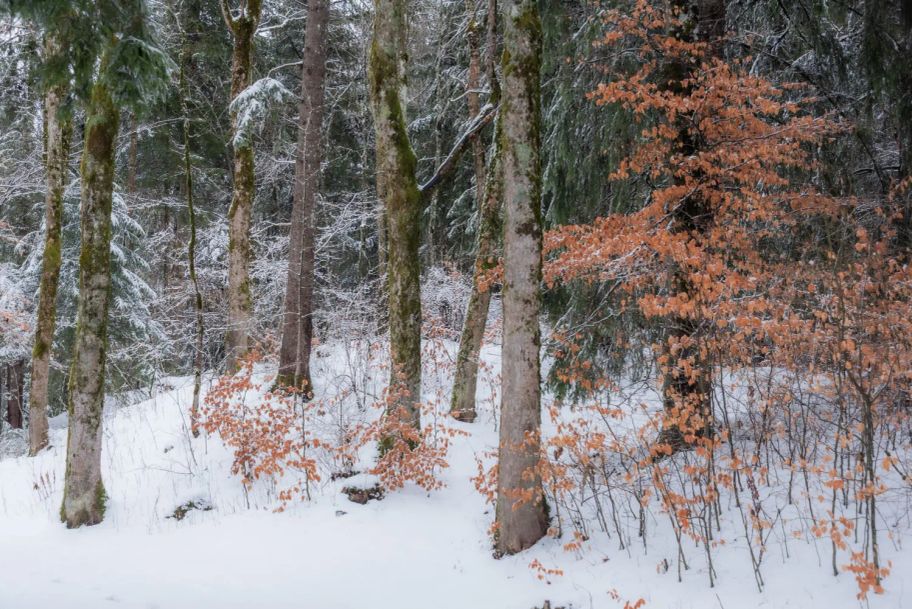 Winterlicher Waldabschnitt oberhalb der Schlossbergalm.