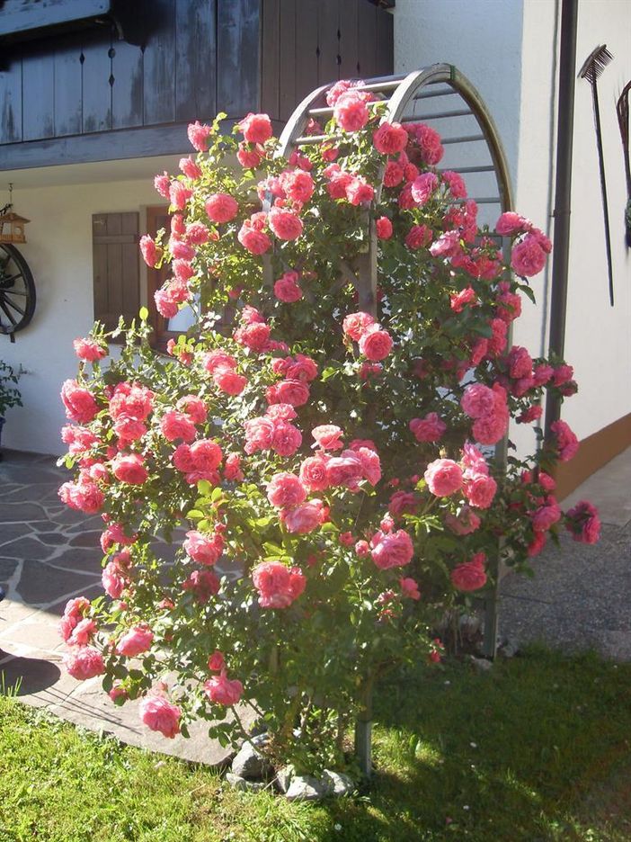 Rosen im Garten 1