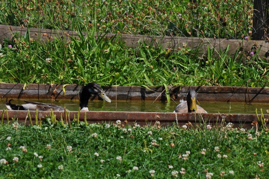 Abkühlung an einem heißen Sommertag