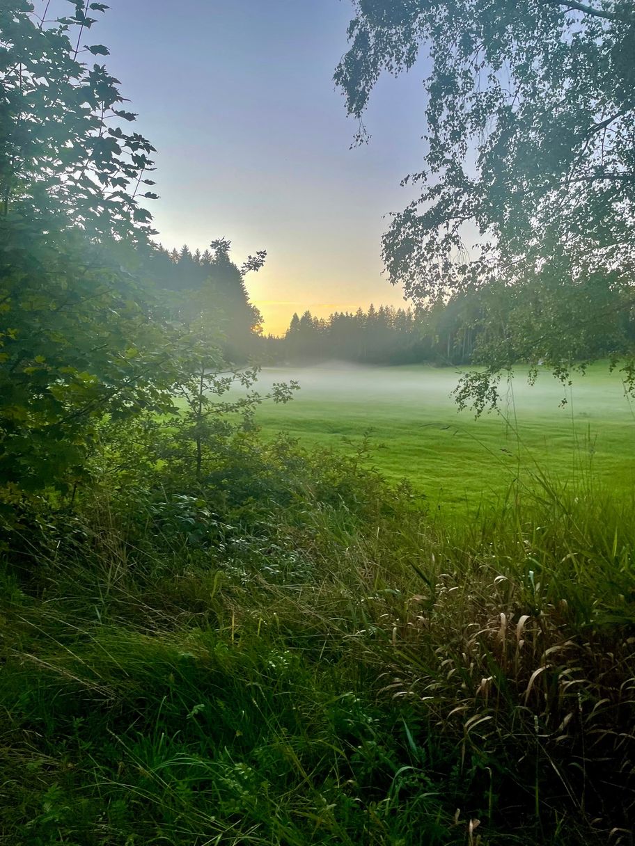 Nebel im Osterholz 3