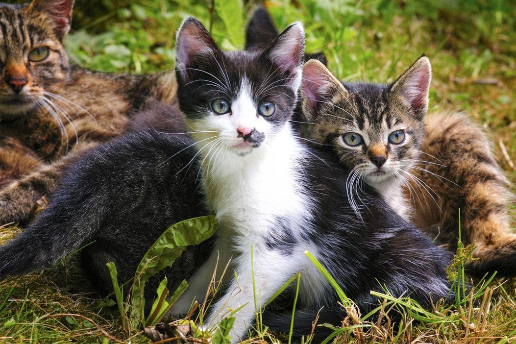 Unsere Hofkatzen