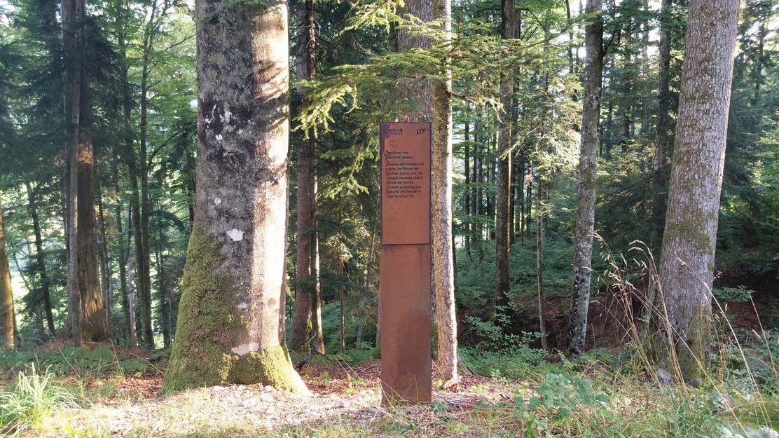 Sinnespunkt 7