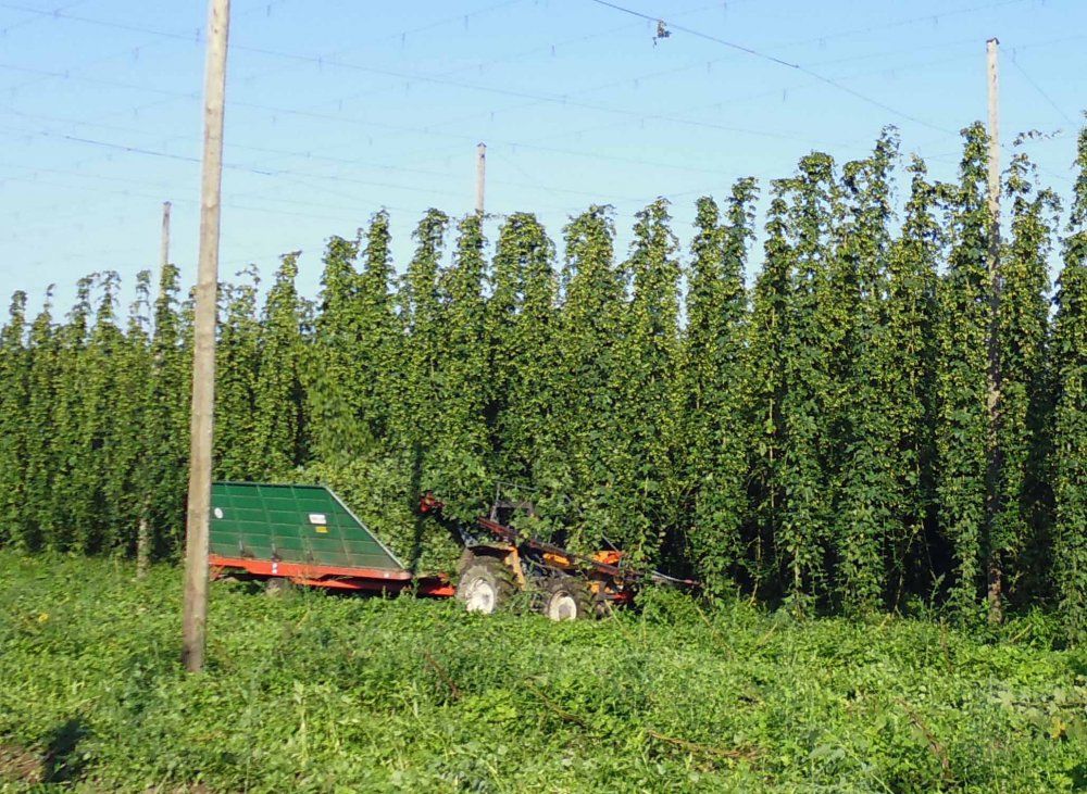 Schon mal bei der Hopfenernte dabei gewesen?