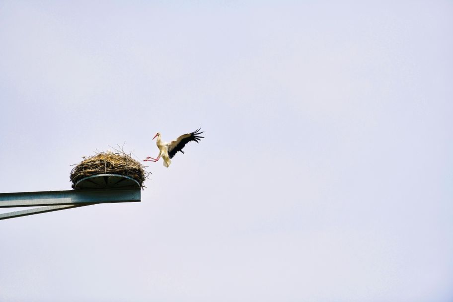 Storch im Landeanflug, Glücksbringer-Tour