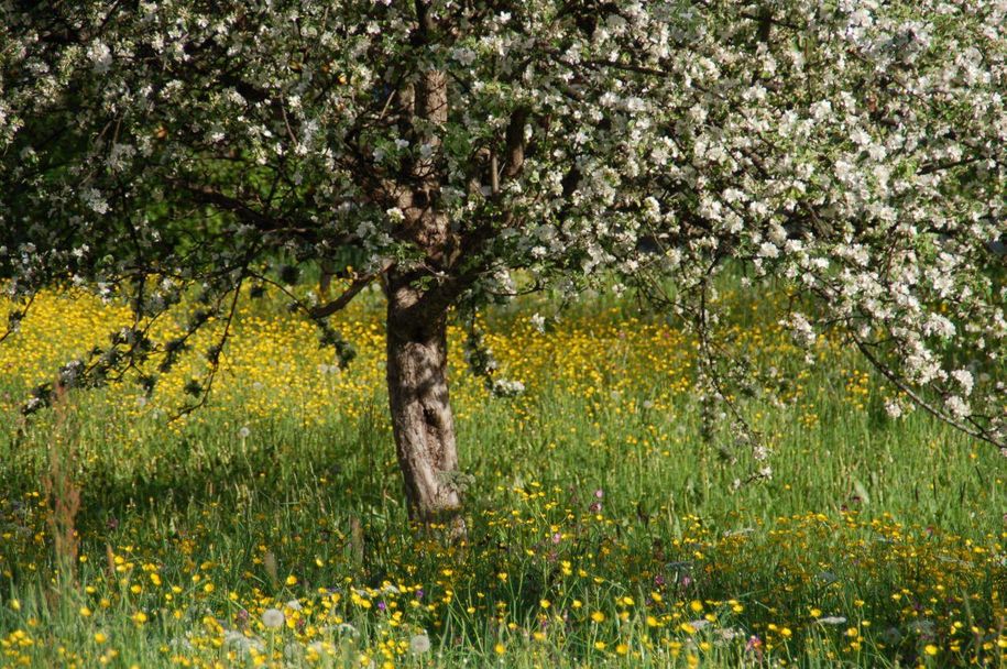 Ferienhaus Wille - Apfelbaum im Garten