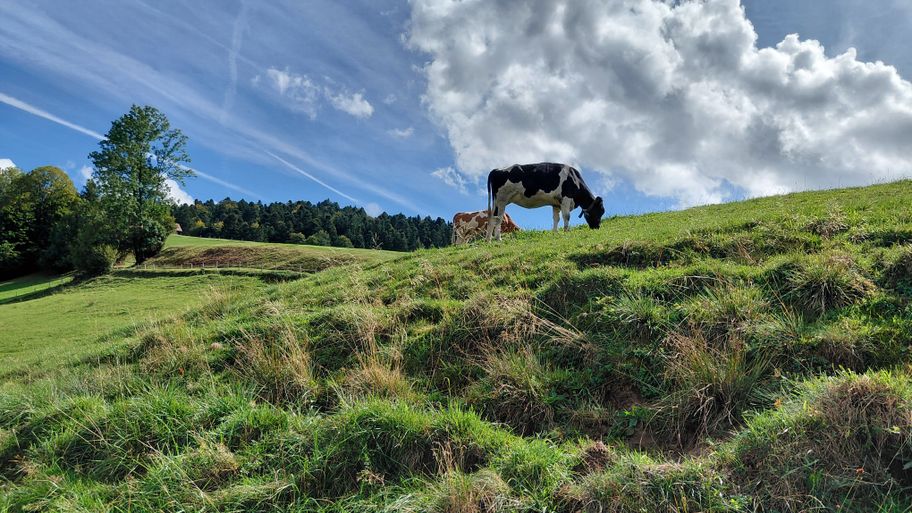 Kühe auf der Weide