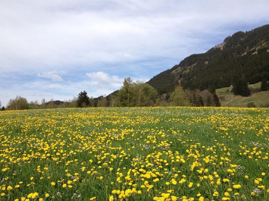 Löwenzahnfrühling im Allgäu