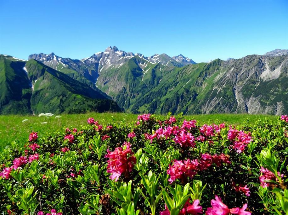 Alpenrosenblüte bei uns im Allgäu