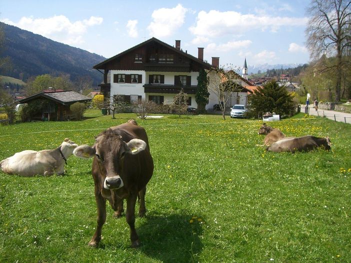 Kühe am Haus