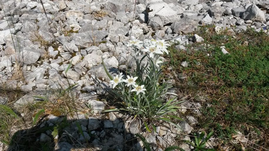 Berg Fauna