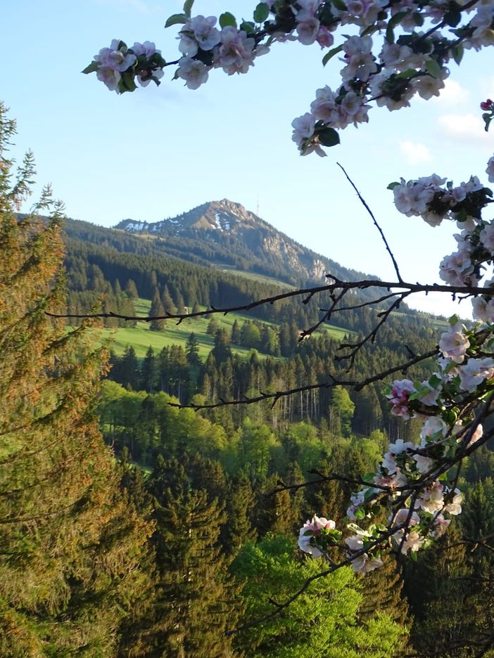 Blick zum Grünten