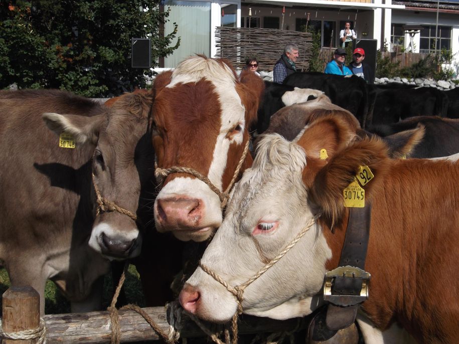 Schnappschuss vom Viehscheid in Obermaiselstein