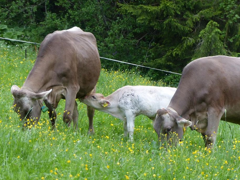 Bei Mama schmeckt die Milch am besten