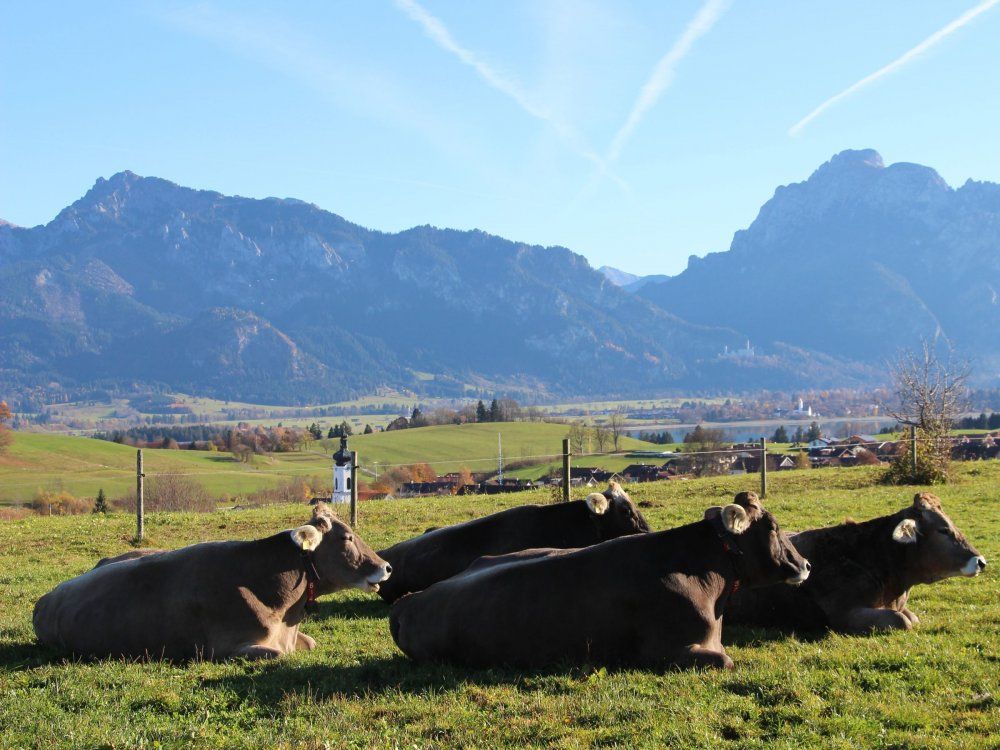 entspannte Jungrinder genießen die Abendsonne am Biohof Stöger