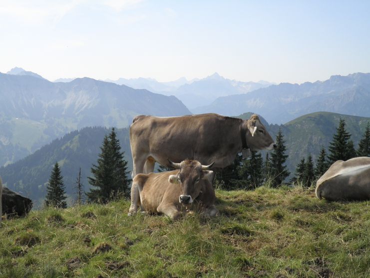 Blick vom Steinpasssattel in die Allgäuer Berge