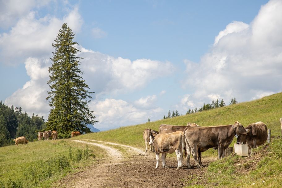 Allgäuer Braunvieh am Kienberg