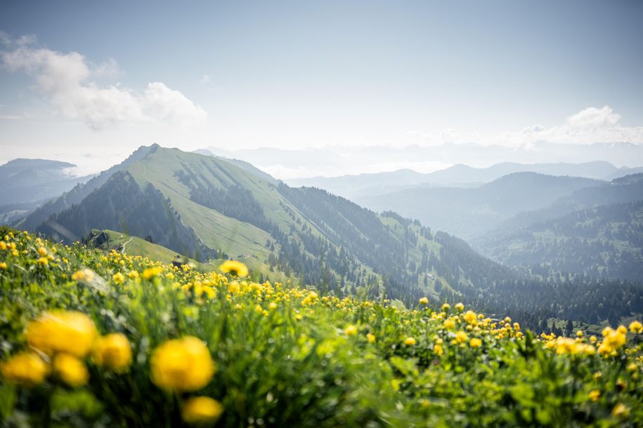 Frühling_Allgaeu_Oberstaufen
