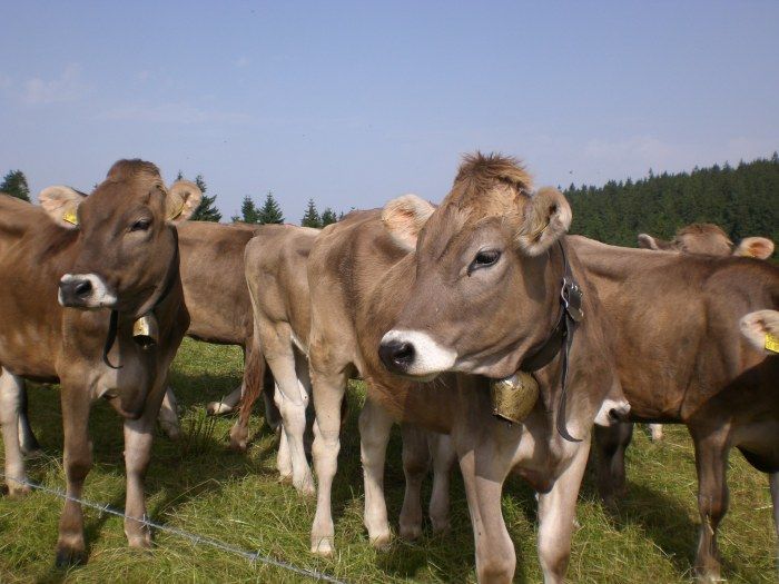 Jungvieh im Allgäu
