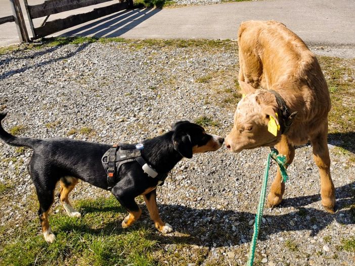 Bella mit Kälbchen Paula