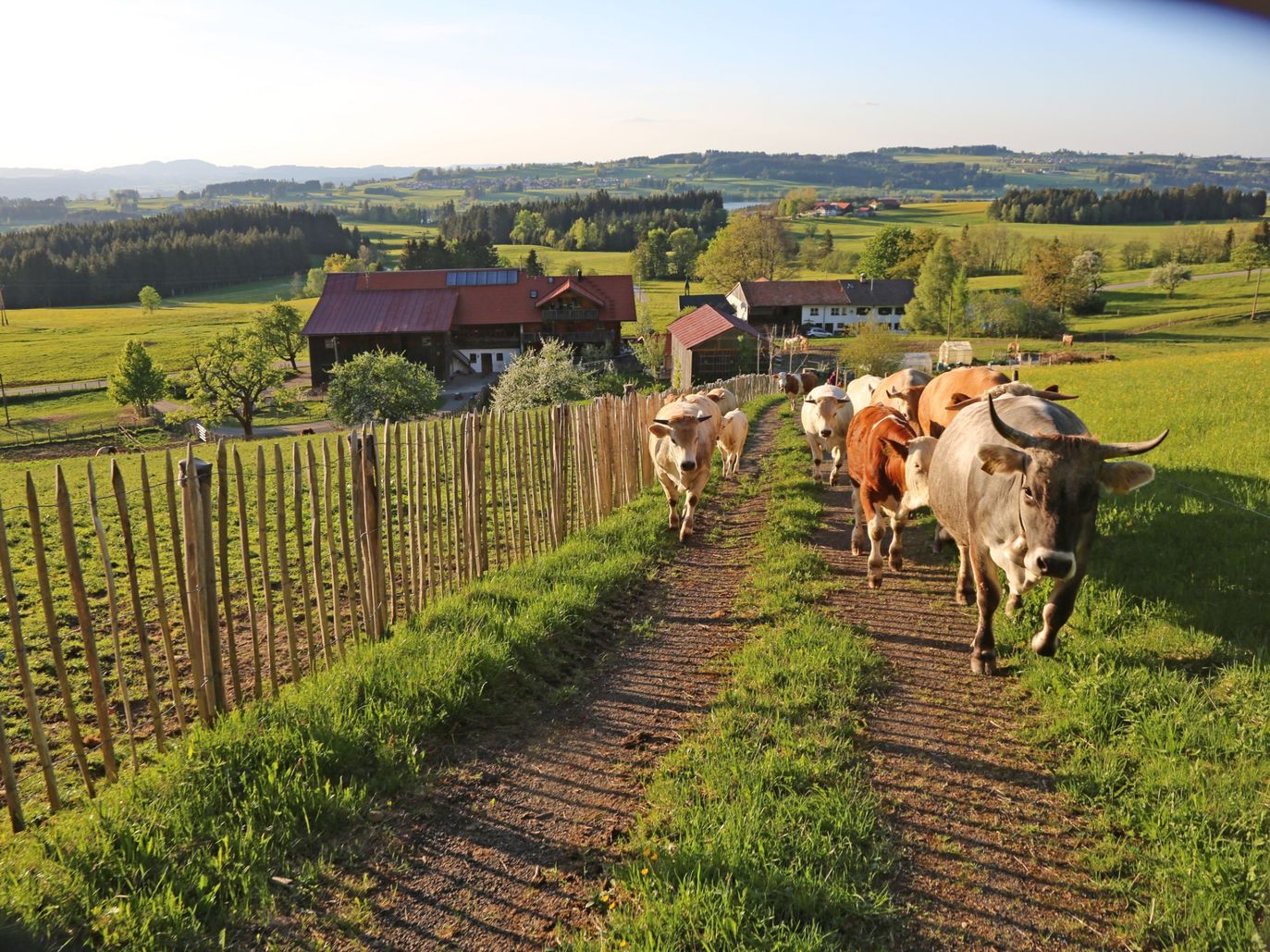 Alpauftrieb