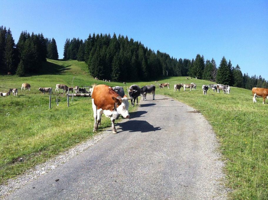 Braunvieh am Rundweg ums Ofterschwanger Horn