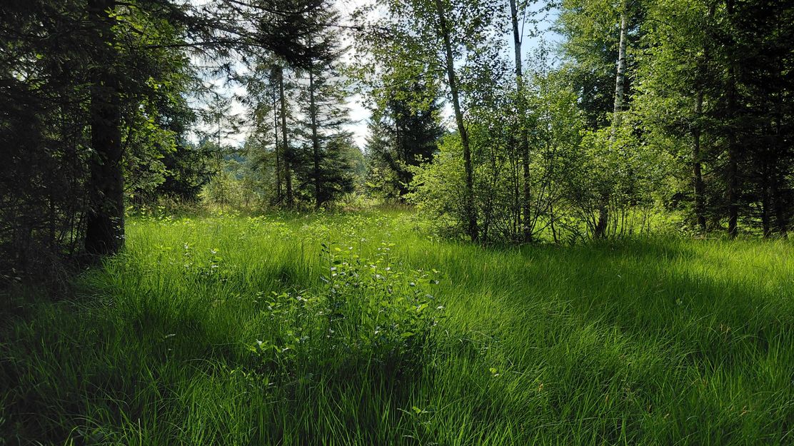 Grün in Grün