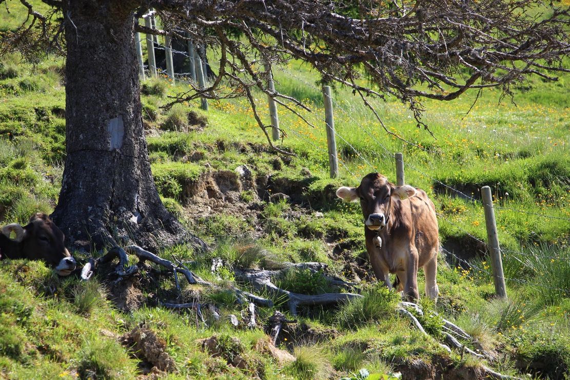 Schumpen bei der Dinserhütte