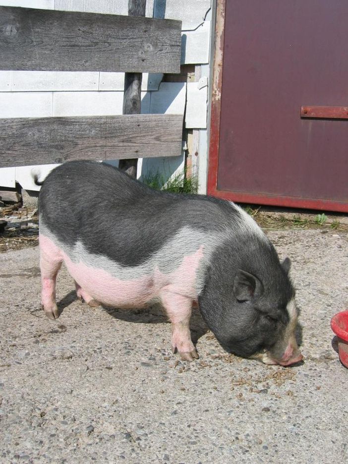 Hängebauchschwein Fritz