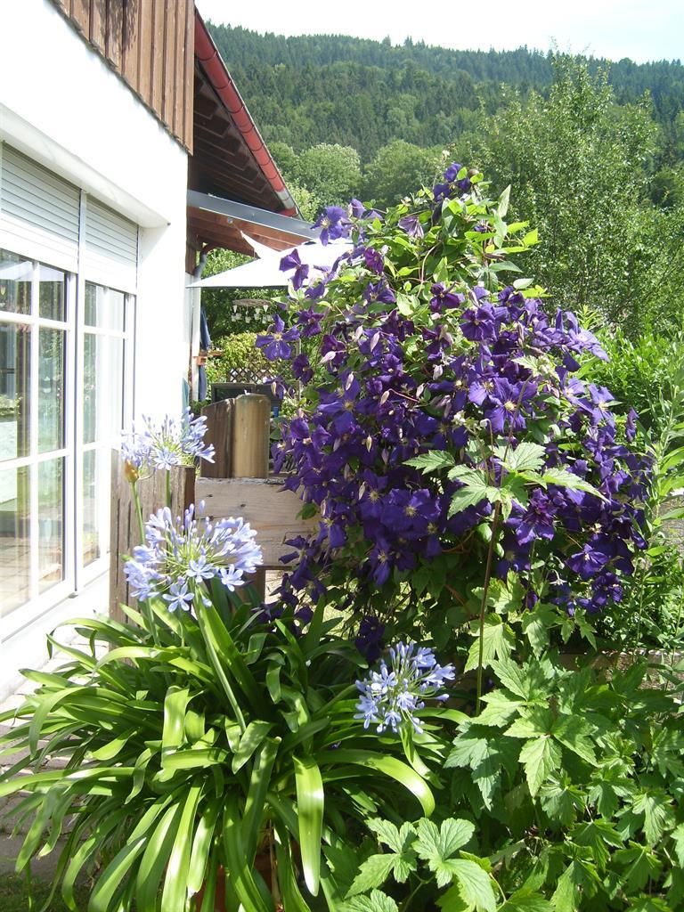 blauer Blütenreigen