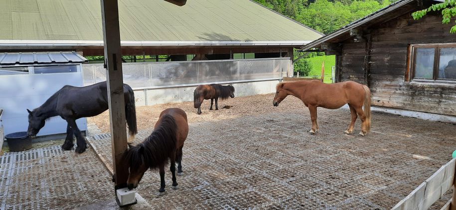 unsere Pony-WG