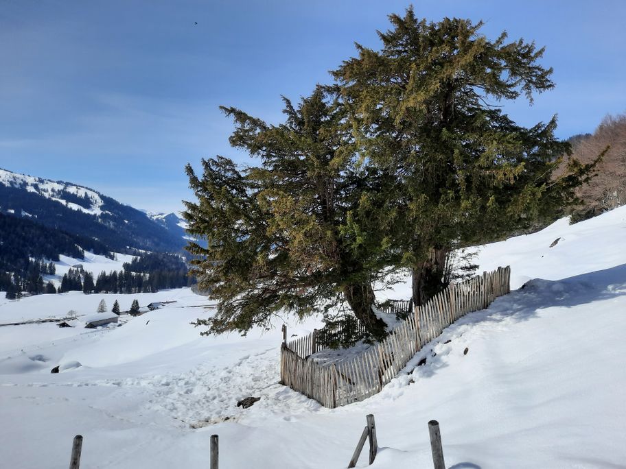 Alte Eibe Balderschwang - Naturpark Nagelfluhkette