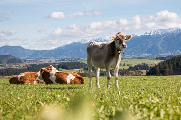 Schumpen grasen auf der Wiese