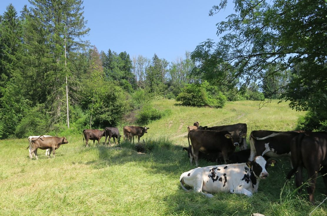 Von Bächen und einer alten Badwirtschaft Westallgäuer Wasserweg 13