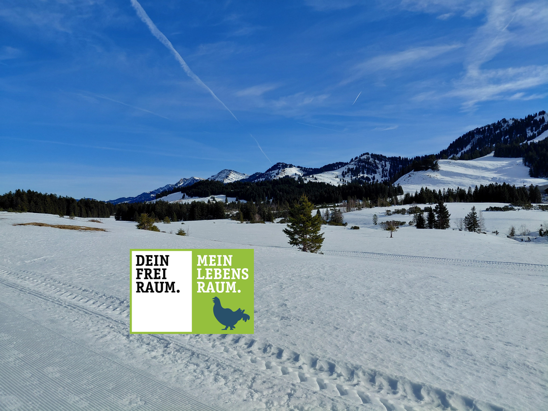 Kleine Winterwanderung im Kojenmoos