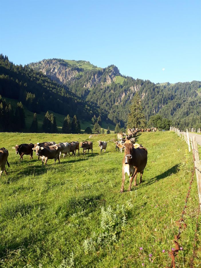 Unsere Milchkühe auf der Alpe