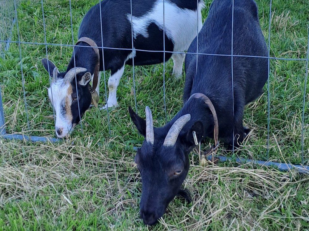 Unsere Ziegen im Gehegge
