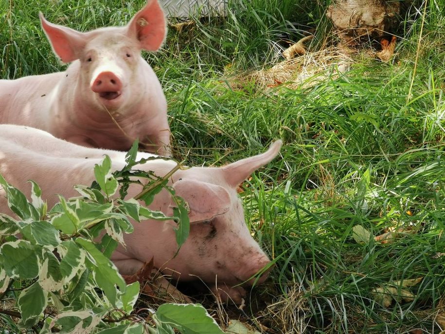 Schweineleben