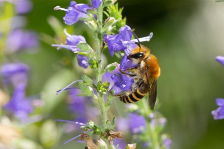 Johannes Selmansberger