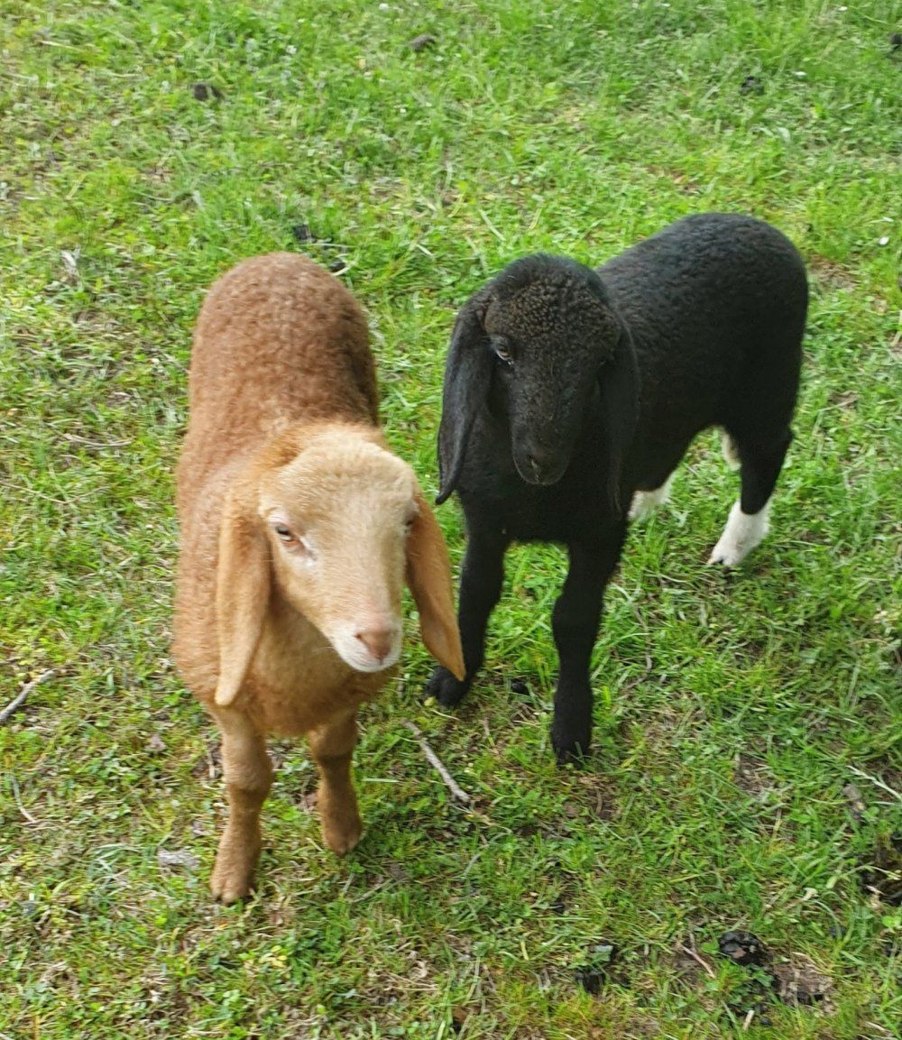 Gast Schaffe auf unserer Grundstück